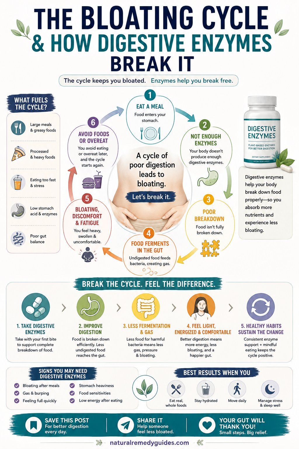 The Bloating Cycle Break Free - Digestive enzymes for bloating and gas showing enzyme types, food targets, and the bloating cycle mechanism